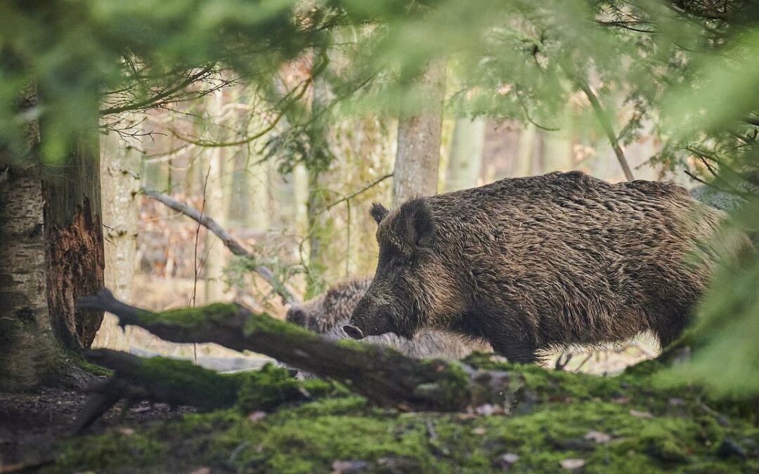 Ouverture de la chasse en forêt de Fontainebleau 2024